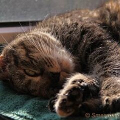 Nellie-2011-01-30_2888