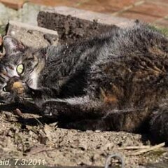 Nellie-2011-03-07-Nellie_2948