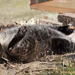 Nellie-2011-03-07_2954