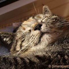 Nellie-2011-03-20_2972