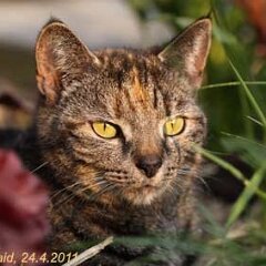 Nellie-2011-04-24-Nellie_3271