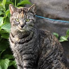 Nellie-2011-04-30_3315