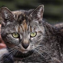 Nellie-2011-05-04_3354