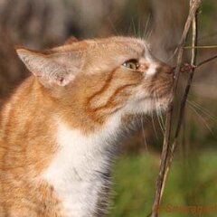 Ron-2011-02-12-Ron_2901