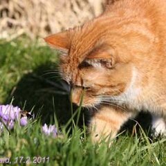 Ron-2011-02-17-Ron_2922