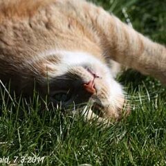 Ron-2011-03-07-Ron_2939