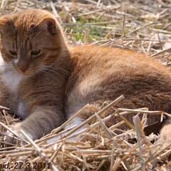 Ron-2011-03-27-Ron_3003