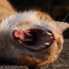 Ron-2011-05-06-Ron_3358