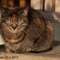 2012-02-20-Nellie_7177