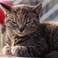 2012-04-03-Nellie_7550