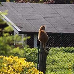 2012-05-07-Pfostenhocker_7816