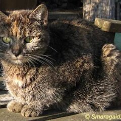 Nellie-2012-04-11_1066