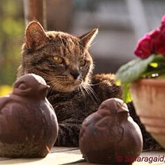 Nellie-2012-04-12_7594