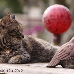 Nellie-2012-04-12_7596