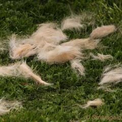 Ron-2012-04-28-Pluesch_7711