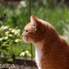 Ron-2013-04-22-Ron_1787