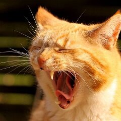 Ron-2013-05-03c_1899