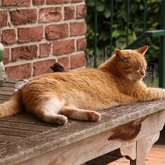 Ron-2013-06-17_c2771