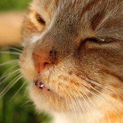 Ron-2014-03-29-Krustentier_7395