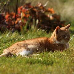 Ron_2015_03_08_3482 Mit Dosi im Garten arbeiten...