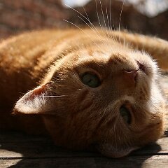 Ron_2015_04_04_3802 Unser Goldhase :-)