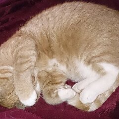 Ron 2016-01-30_xp1230 Ron mag schon gar nicht mehr hinsehen.