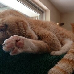 Ron 2016_06_13_xp1279