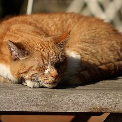 Ron_2016_03_13_9532 Herrliches Frühlingswetter