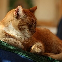 Ron_2016_03_13_9536 ...macht müde.