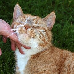 Ron_2016_05_07_0133 Schmutznaeschen für Barbarea