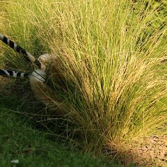 Ron_2016_05_07_0136 Wie angelt man einen Kater?