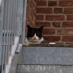 Felix_2019_05_27_9242