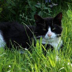 Felix_2019_05_30_9729