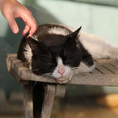 Felix_2019_06_01_9808