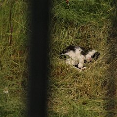 Felix_2019_06_03_9811