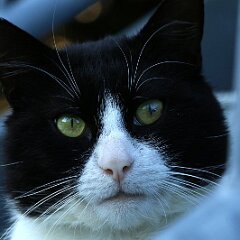 Felix_2019_06_28_999912