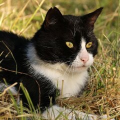 Felix_2019_07_02_99994