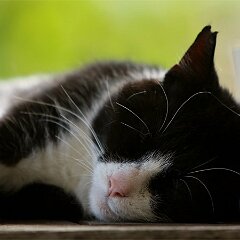 Felix_2019_08_03_0061