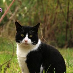 Felix_2019_08_28_0175