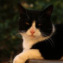 Felix_2019_08_30_0177