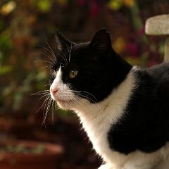 Felix_2019_09_22_0435