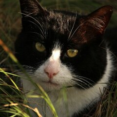 Felix_2019_10_24_1022 mit Burgundy Totness