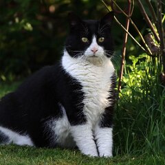 FElix_2020_04_16_00339