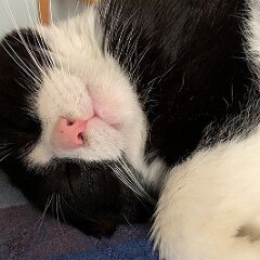 Felix_2020_01_13 12-53-22