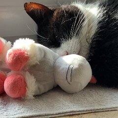 Felix_2020_02_25 15-14-26