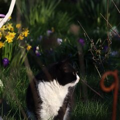 Felix_2020_03_03_00096