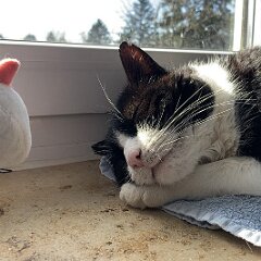 Felix_2020_03_09 ip15-18-58