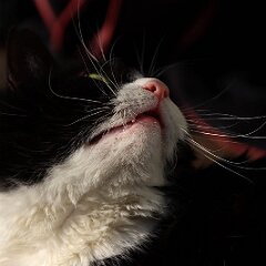 Felix_2020_03_28_00237