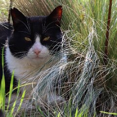 Felix_2020_03_28_00244