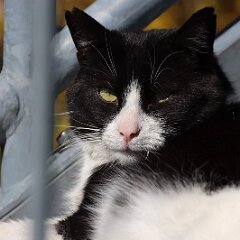 Felix_2020_04_05_00288